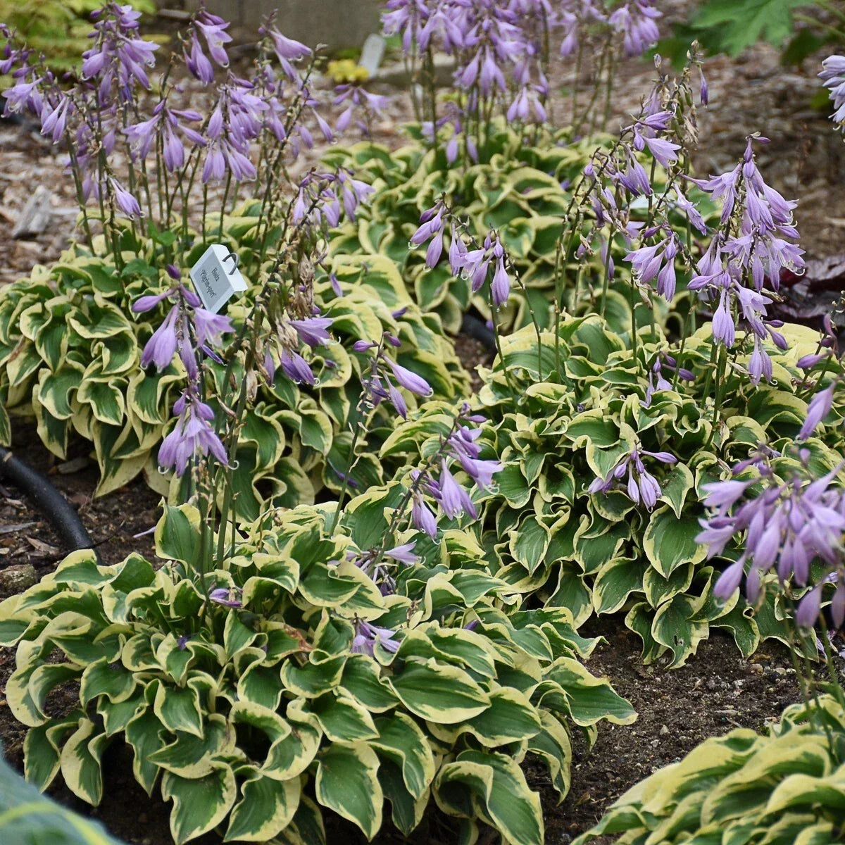 Hosta Plant in 5.25" Pot – Wrinkle in Time Variety – Shade Perennial – Well-Rooted Hosta for Garden or Container