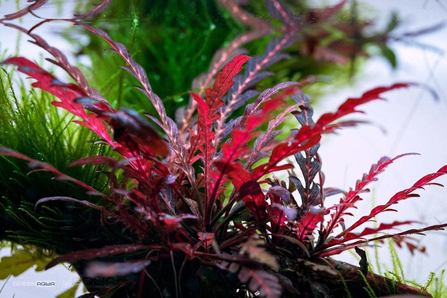 Hygrophila Pinnatifida Aquarium Plant - Live Freshwater Aquatic Plant for Mid-Ground Aquascaping