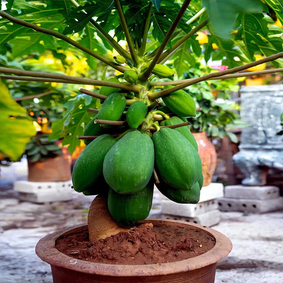 Dwarf Papaya Tree Seeds - Carica Papaya - Fast-Growing Tropical Houseplant for Indoor Gardening - 20 Pack