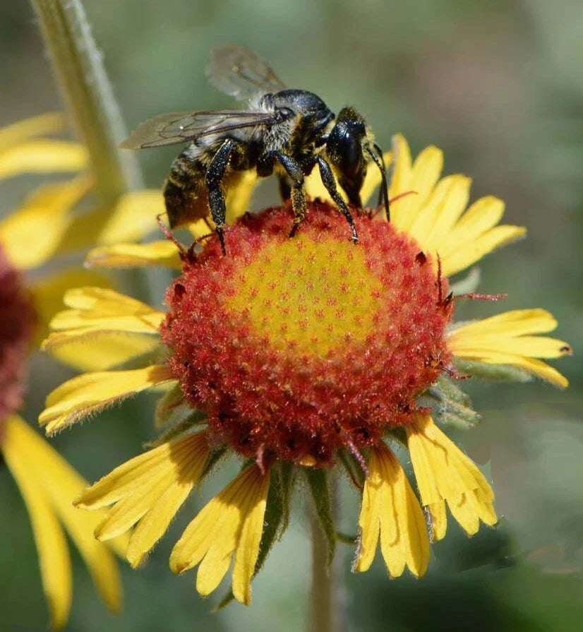 Blanketflower Seeds - Red Dome Gaillardia aristata - Native Wildflower for Pollinators - Non-GMO, 200 Seeds