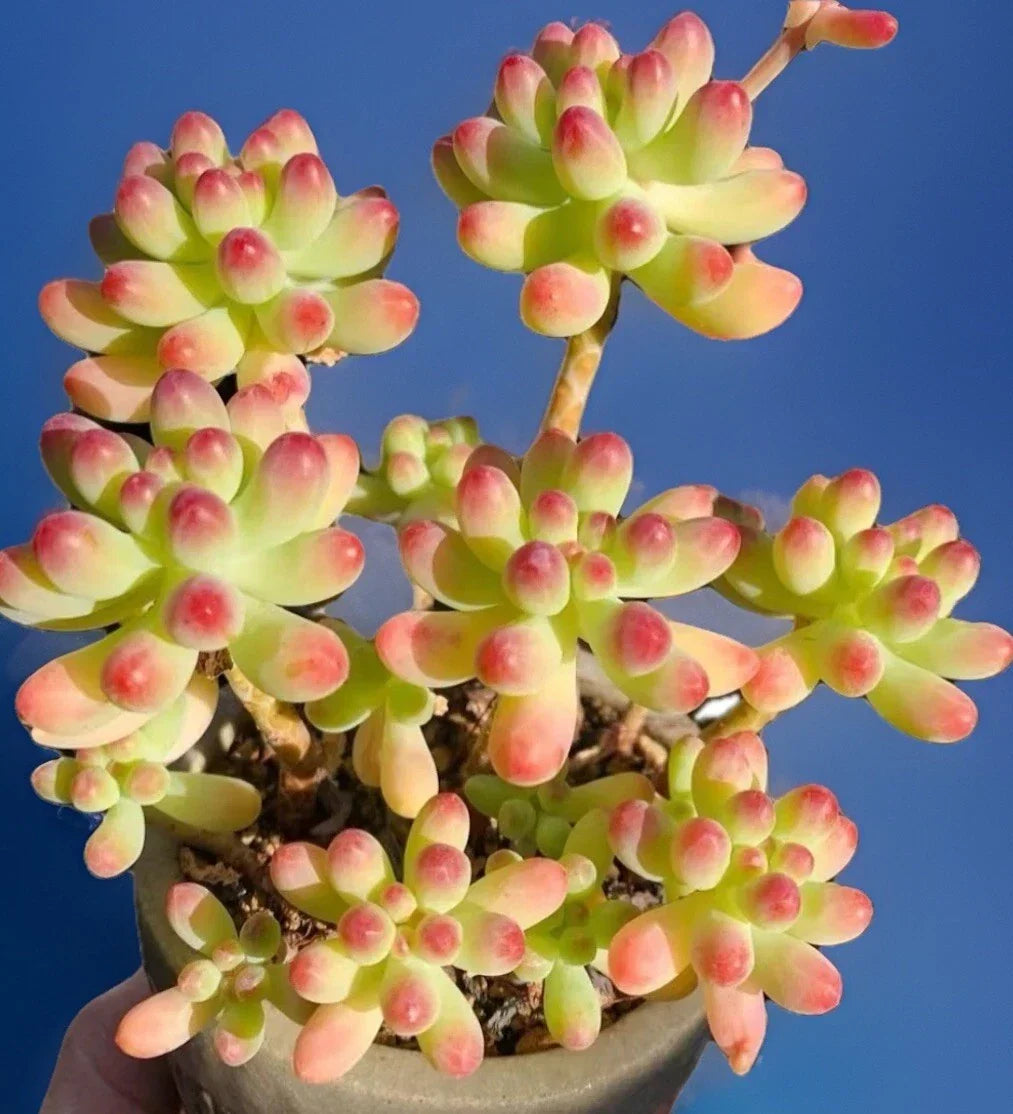 7-Inch Pink Sedum Pachyphyllum Live Succulent Plant Cluster, Rare Rooted Indoor/Outdoor Plant, Drought-Tolerant, Easy Care