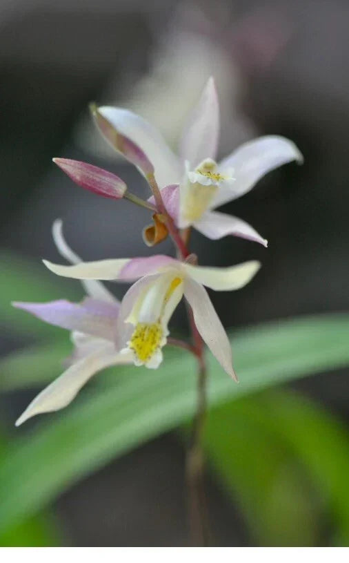 Bletilla Orchid Plant in 3" Pot, Terracotta Princess Variety, Cold Hardy, Bletilla striata Perennial Orchid for Garden or Container