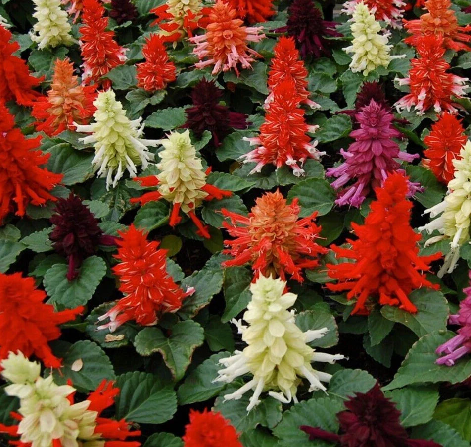 Salvia Seeds - Reddy Mix, 25 Count, Salvia splendens, Vibrant Red & Purple Flowers, Butterfly & Bee Attracting, Annual Garden Seeds