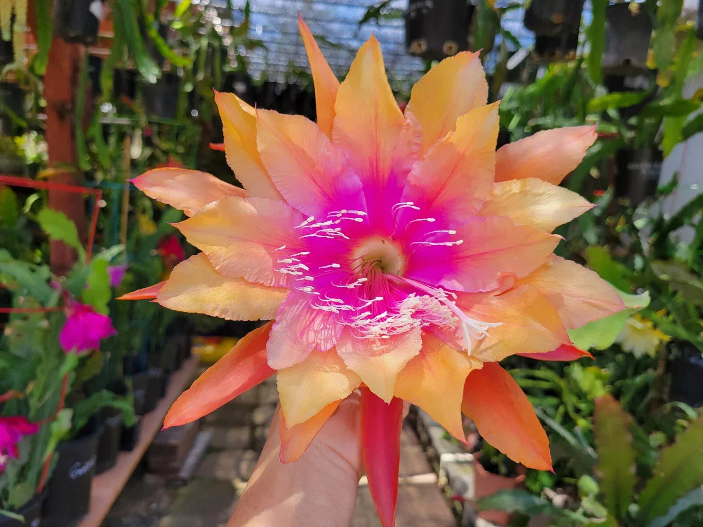 Epiphyllum Clarity's Happy Hippie Orchid Cactus Succulent 4-Inch Pot Well Rooted Colorful Blooming Plant