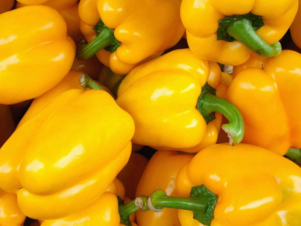 Golden Cal Wonder Bell Pepper Seeds – 50+ Non-GMO Yellow Sweet Vegetable Seeds for Garden, Pot, or Container Growth – Capsicum annuum