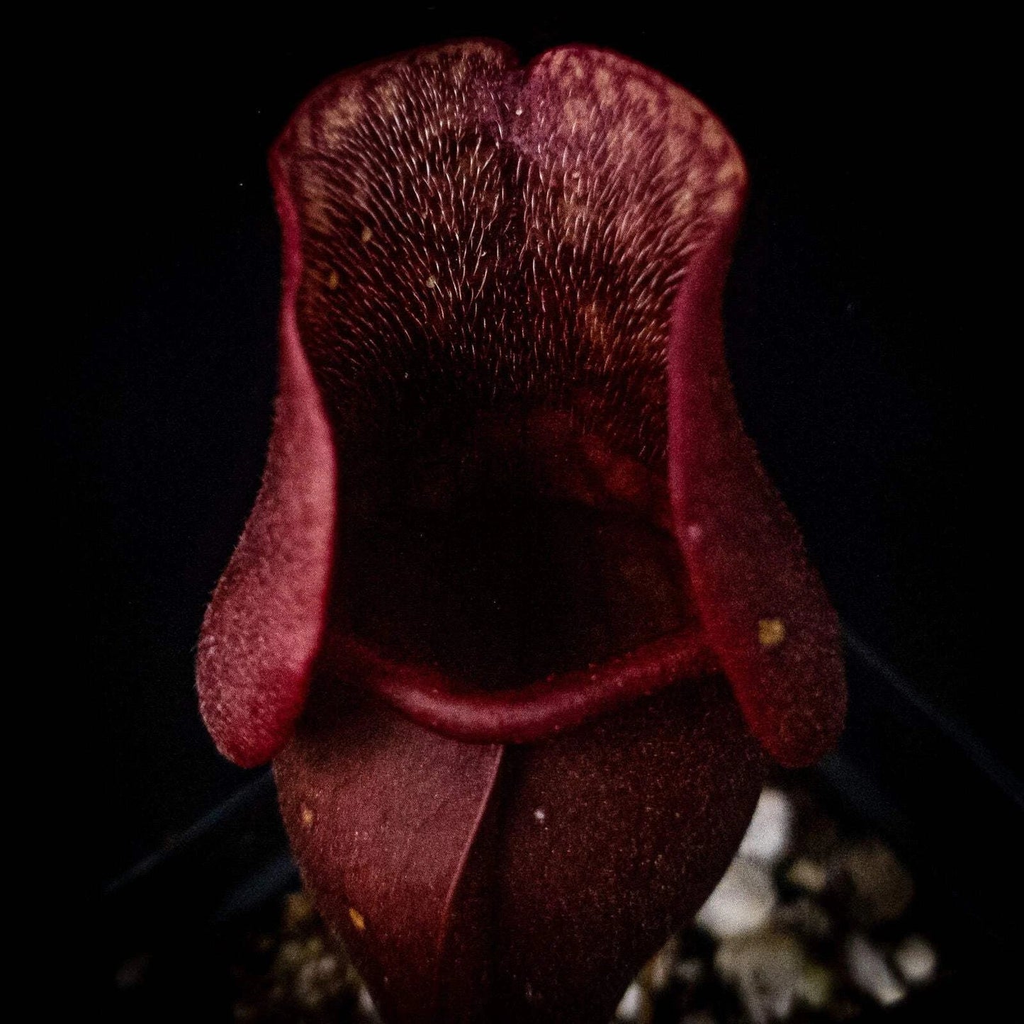Sarracenia purpurea Venosa Red Carnivorous Plant Potted Purple Pitcher Plant for Indoor & Outdoor Decor