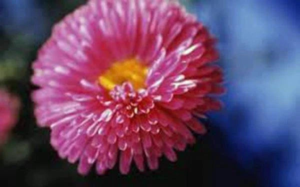 Aster Rainbow Flower Seeds 100 Pack Vivid Bright Blooms for Borders, Beds & Containers - Aster spp.