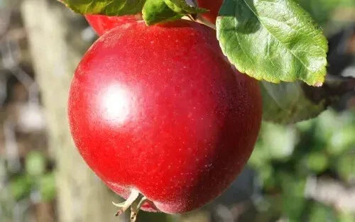 Red Devil Apple Seeds Pack of 25+ | Heirloom Malus domestica for Home Garden & Orchard Planting