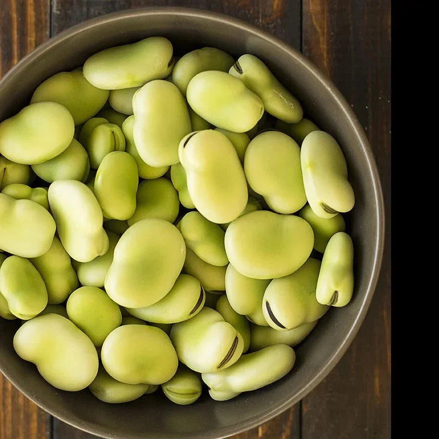 Aquadulce Fava Bean Seeds – Cover Crop, Edible Beans, Vicia faba, 20+ Seeds for Planting, Soil Enrichment, Sustainable Gardening