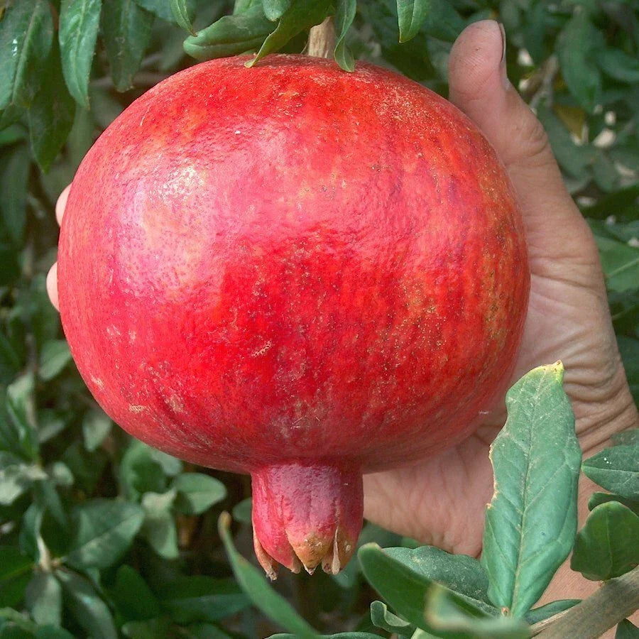 Pomegranate Cuttings Lot of 4 Large Sweet Variety Punica granatum Fruit-Bearing Plants for Garden or Orchard