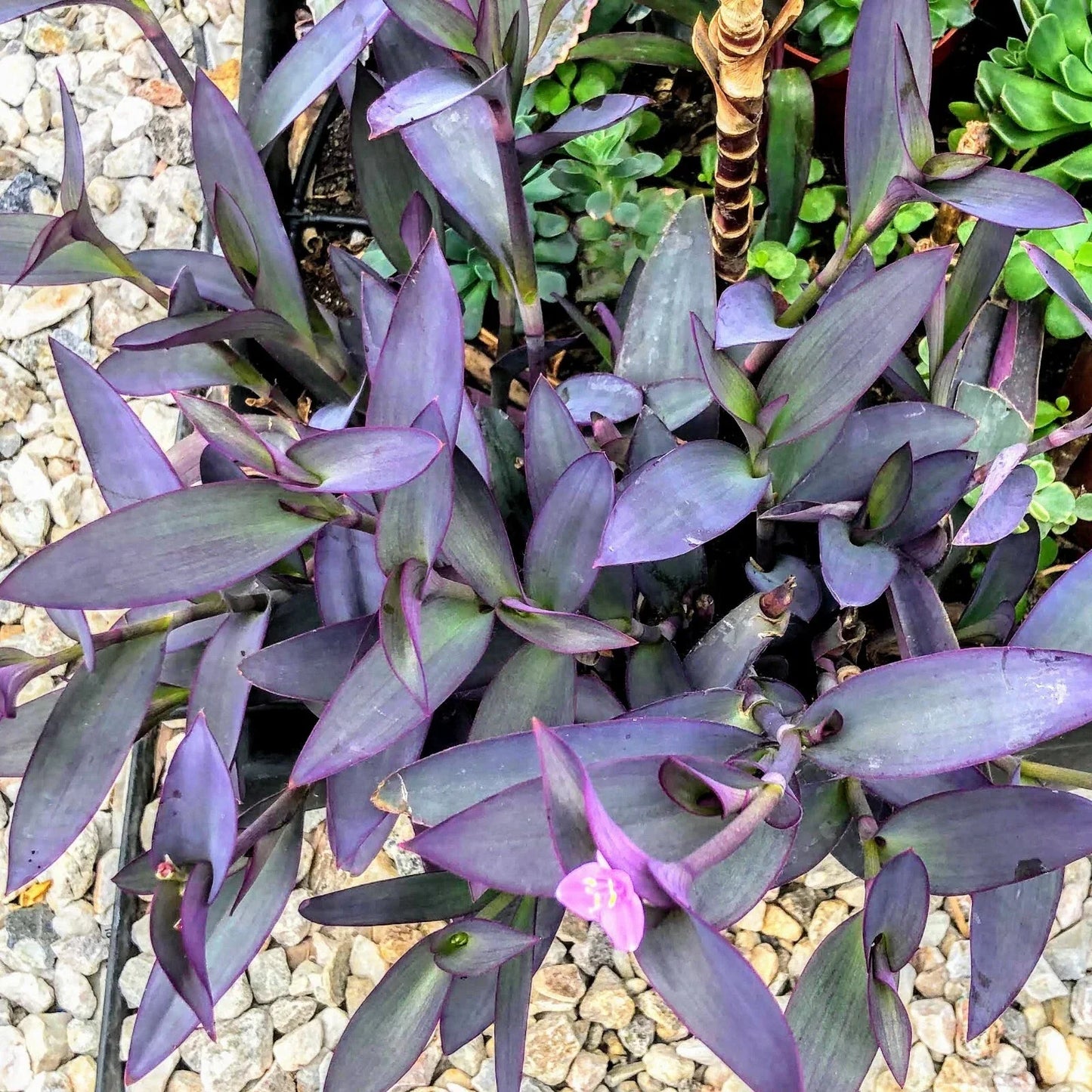 Purple Hearts Plant Cuttings – Tradescantia Zebrina Wandering Jew – 5 Cuttings in 2" or 4" Pot for Indoor or Outdoor Gardening
