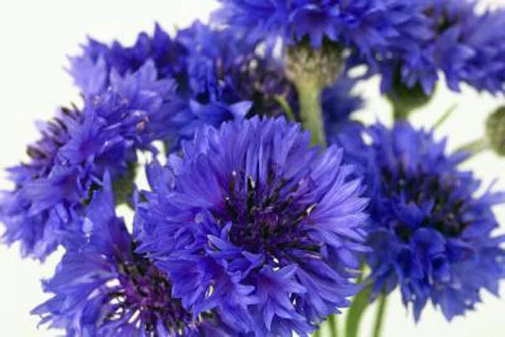 Bachelor Button Seeds, Pack of 50, Bright Blue Flowers, Centaurea cyanus, Tall Blue Variety