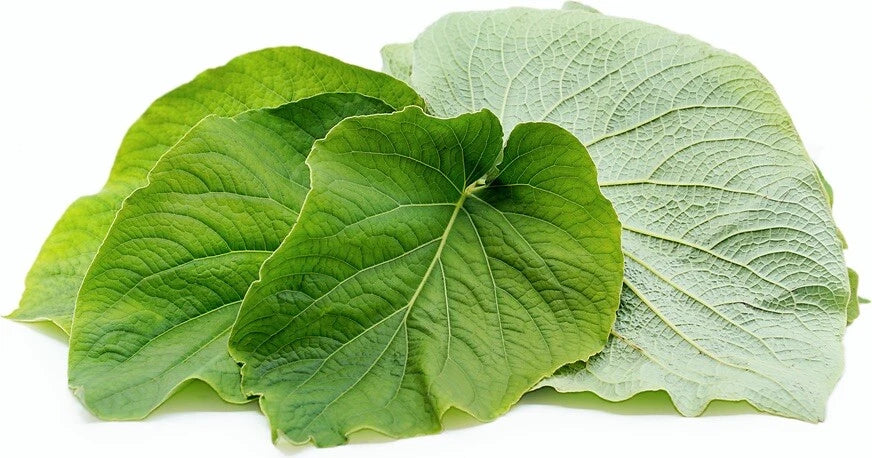 Rooted Piper Auritum Mexican Pepperleaf Herb - Aromatic Hoja Santa for Culinary & Garden Use
