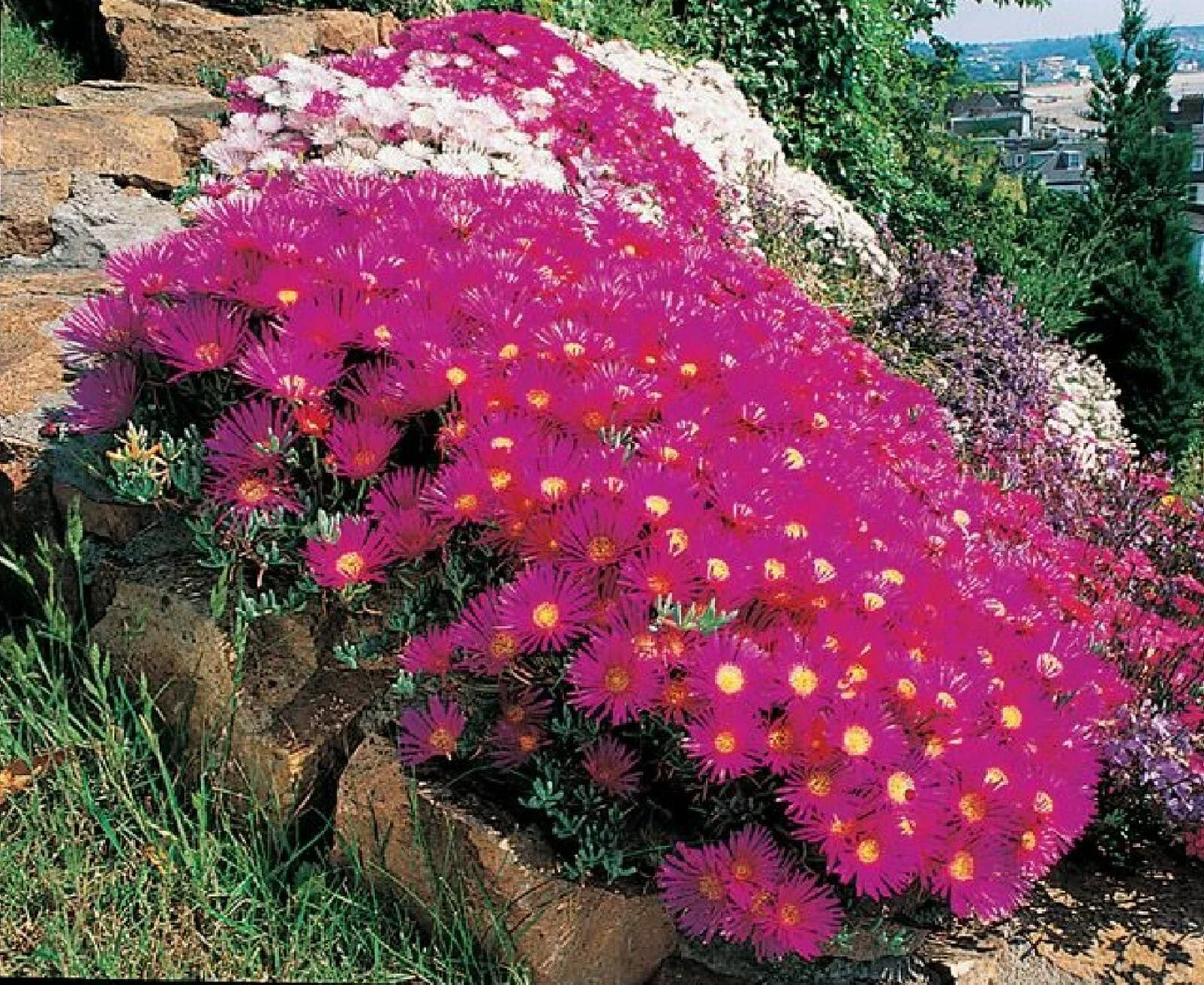 Ice Plant Succulent Seeds - Dorotheanthus bellidiformis - Over 400 Seeds for Drought-Tolerant Ground Cover & Rock Garden
