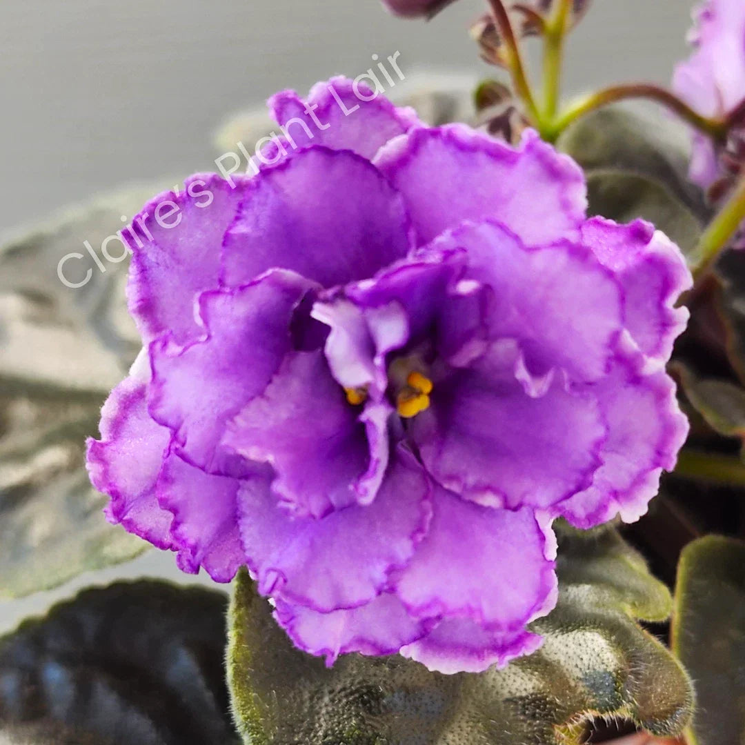 African Violet Leaf Cutting - NK-Lilon Lila - Saintpaulia ionantha - Standard Variety for Indoor Gardening