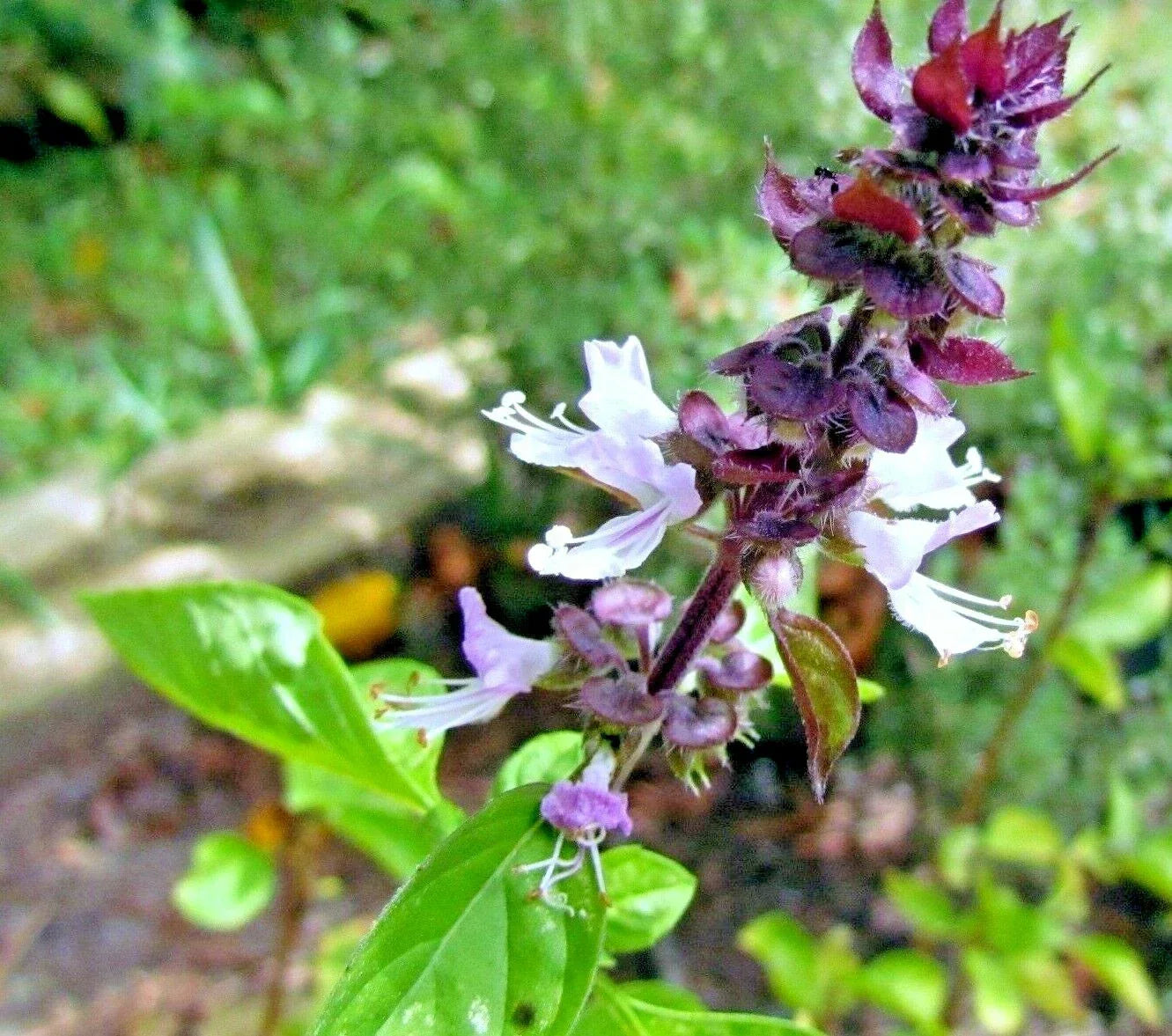 600+ Mexican Basil Seeds - Rare Herb for Garden, Culinary & Insect Repellent, Ocimum basilicum var. purpurascens