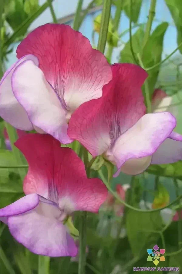Fire and Ice Sweet Pea Seeds – Pack of 50+ Non-GMO Lathyrus odoratus Bicolor Red & White Climbing Vine