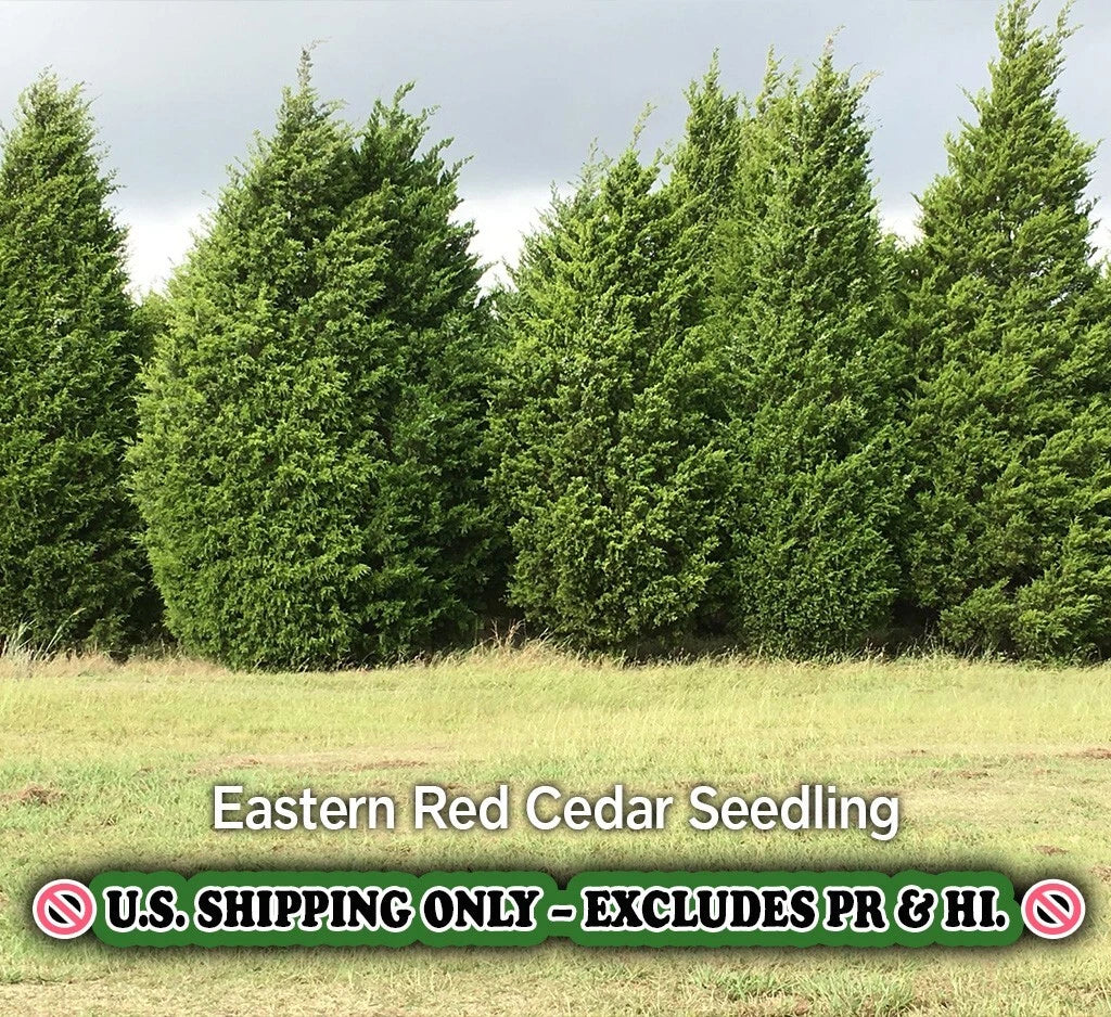 Eastern Red Cedar Tree - Quart Pot Live Plant - Juniperus virginiana - Hardy Evergreen Shrub for Landscaping