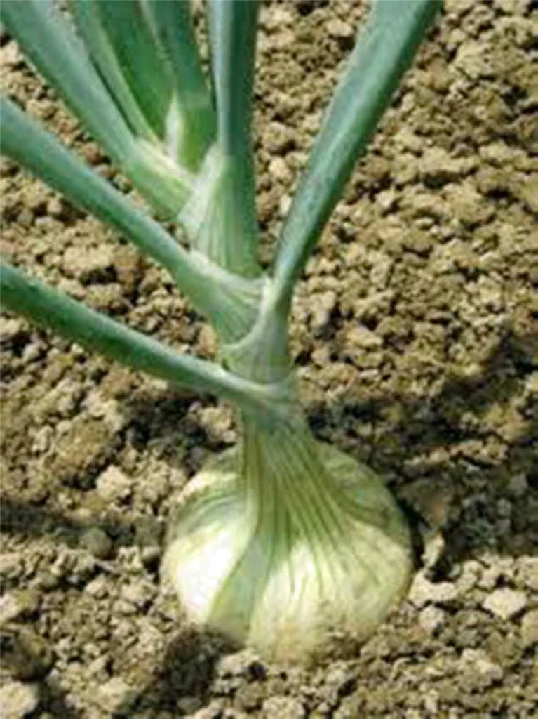 Spanish White Onion Seeds - Heirloom Non-GMO Allium cepa, Sweet Onion Seeds for Gardening & Cooking, 100 Pack