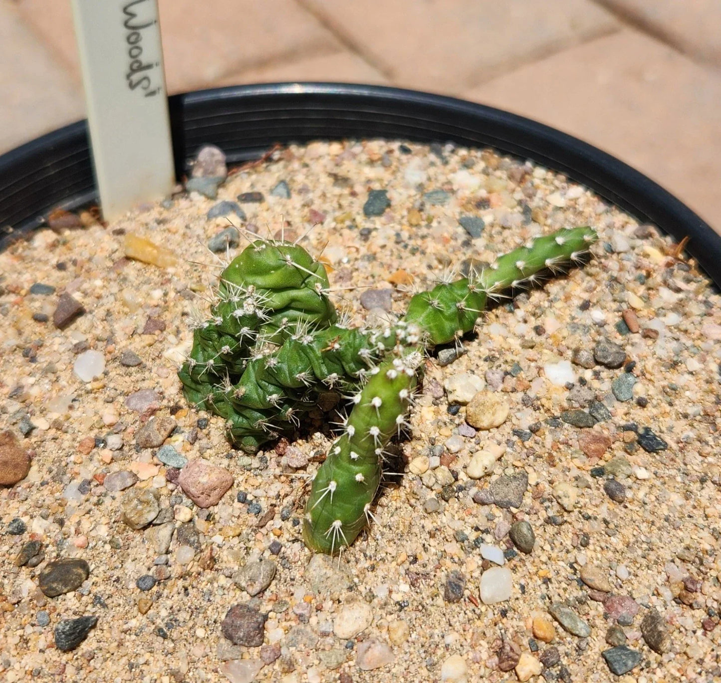 Rooted Cactus Plant - Opuntia Fragilis Brittle Prickly Pear - Drought-Tolerant Succulent for Garden & Indoor Use