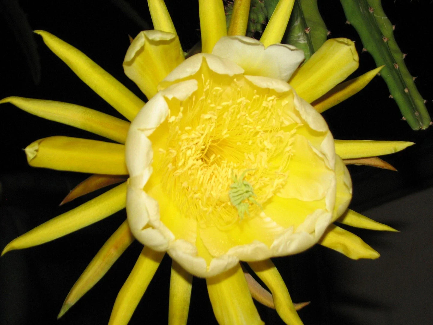 Epiphyllum Dragon Fruit Cutting - Yellow Skin Variety - Tropical Cactus-Like Plant for Home Gardening