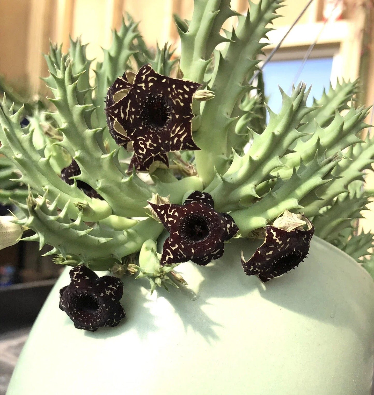 Set of 3 Saudi Arabica Offsets Succulents Cactus Huernia Stapelia Orbea Desert Plants for Home Decor