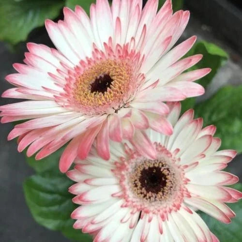 Gerbera Daisy Seeds - 200 White & Pink Flower Seeds - Gerbera jamesonii - Garden, Border, Container Planting