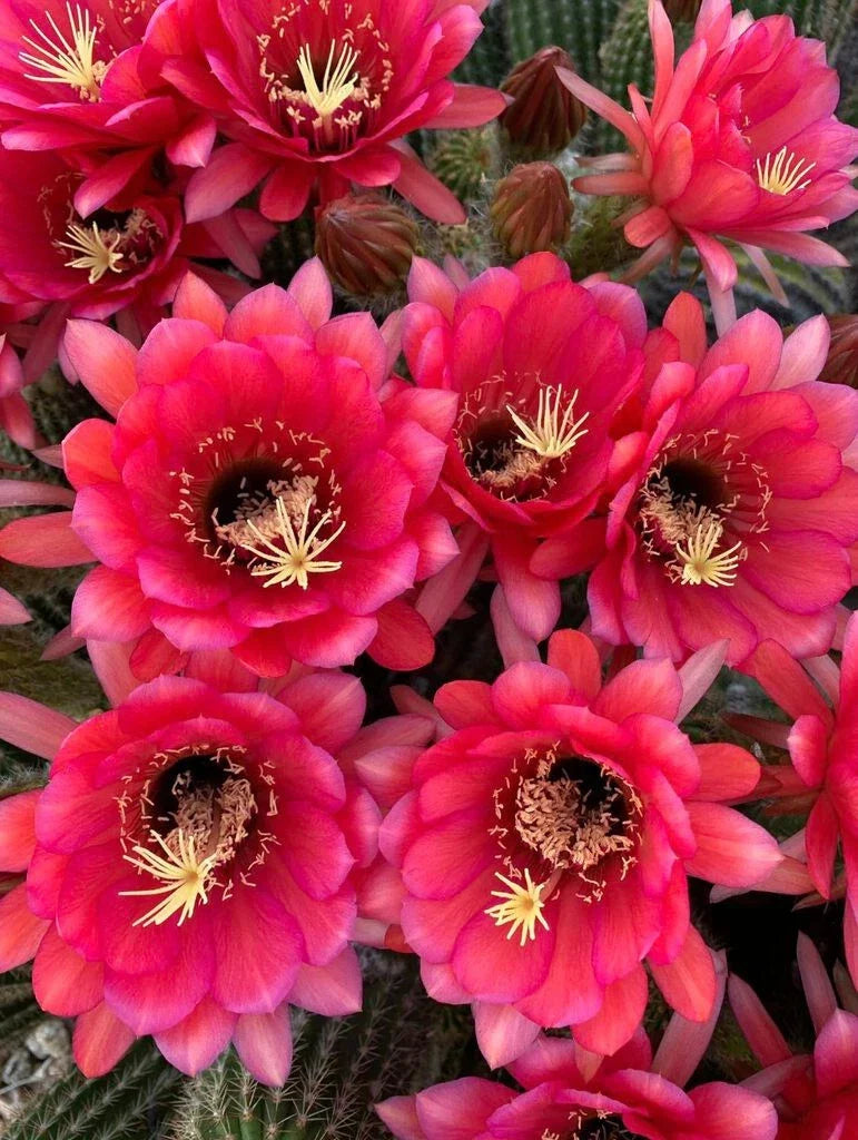 Tricocereus Grandiflorus Cactus Starter Plant in 3.5" Pot with 5" Pink Flowers, Columnar Succulent, Echinopsis grandiflora