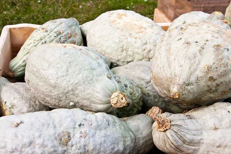 Hubbard Squash Seeds Pack of 25+ | Heirloom Cucurbita maxima for Garden Planting | Non-GMO, Sweet Flavor, Easy to Grow