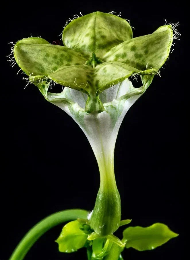 Ceropegia Sandersonii Parachute Plant in 3.5" Pot, Indoor Succulent, Trailing Greenery, Well-Rooted, Easy Care