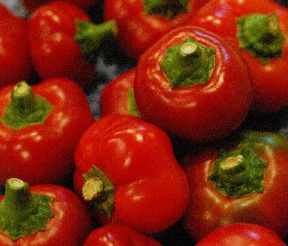 Red Cherry Pepper Seeds 50+ Pack, Non-GMO Capsicum annuum, Spicy Small Red Peppers for Gardening & Culinary Use