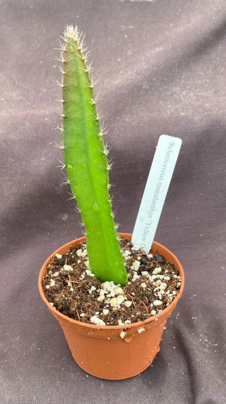 Yellow Dragon Fruit Plant in 3" Pot, Selenicereus megalanthus, Tropical Cactus, Live Rooted Indoor Garden Plant