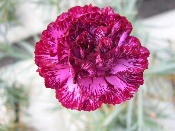 Blackberry Ice Carnation Seeds - Perennial Dianthus Flower Seeds for Garden Borders and Containers - 100 Seeds