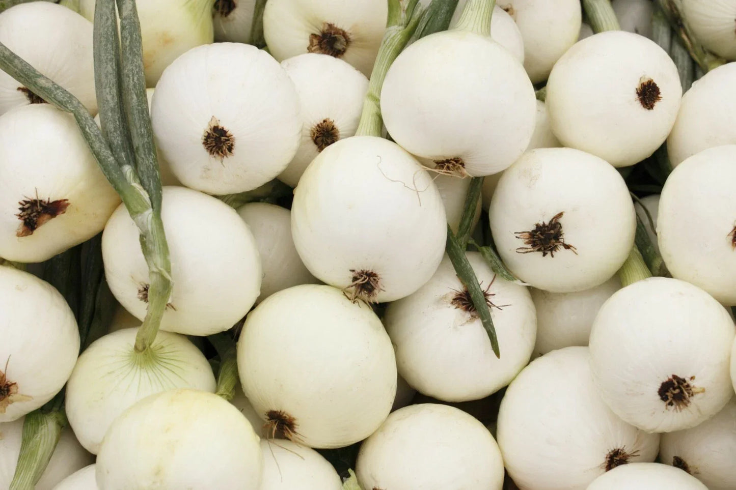 White Spanish Onion Seeds – Non-GMO Allium cepa Vegetable Garden Seeds, Sweet and Mild Bulb, 200+ Pack