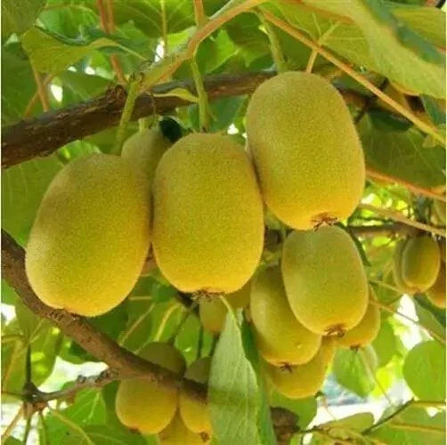 Yellow Heart Kiwi Seeds - Pack of 50, Golden Yellow Fruit, Actinidia chinensis, Climbing Vine for Home Gardens and Small Orchards