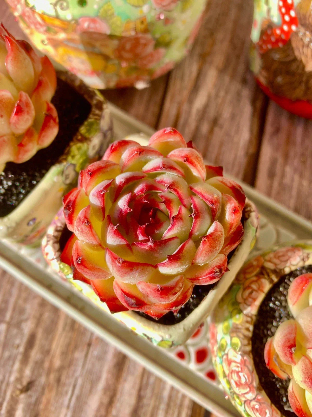 Soul Fairy Succulent – Live Bare Root Rosette Plant – Easy Care Indoor Decor & Gift – Echeveria spp.