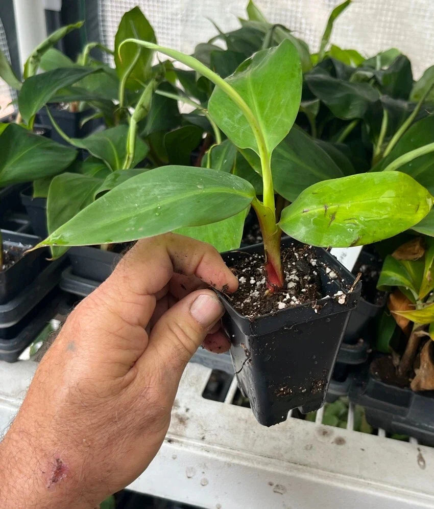 Red Dacca Banana Plant β Live Red Banana Tree (Musa acuminata) β Rare Tropical Fruit Plant β Indoor/Outdoor Edible Banana Tree