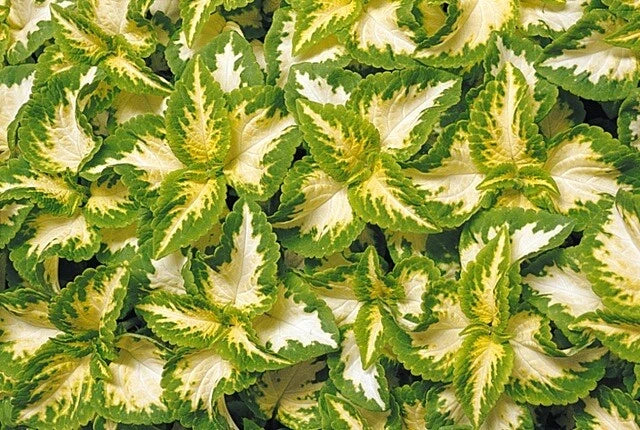Coleus Seeds - Wizard Jade Variety - 40 Fresh Seeds for Garden, Container, Indoor Planting - Solenostemon scutellarioides