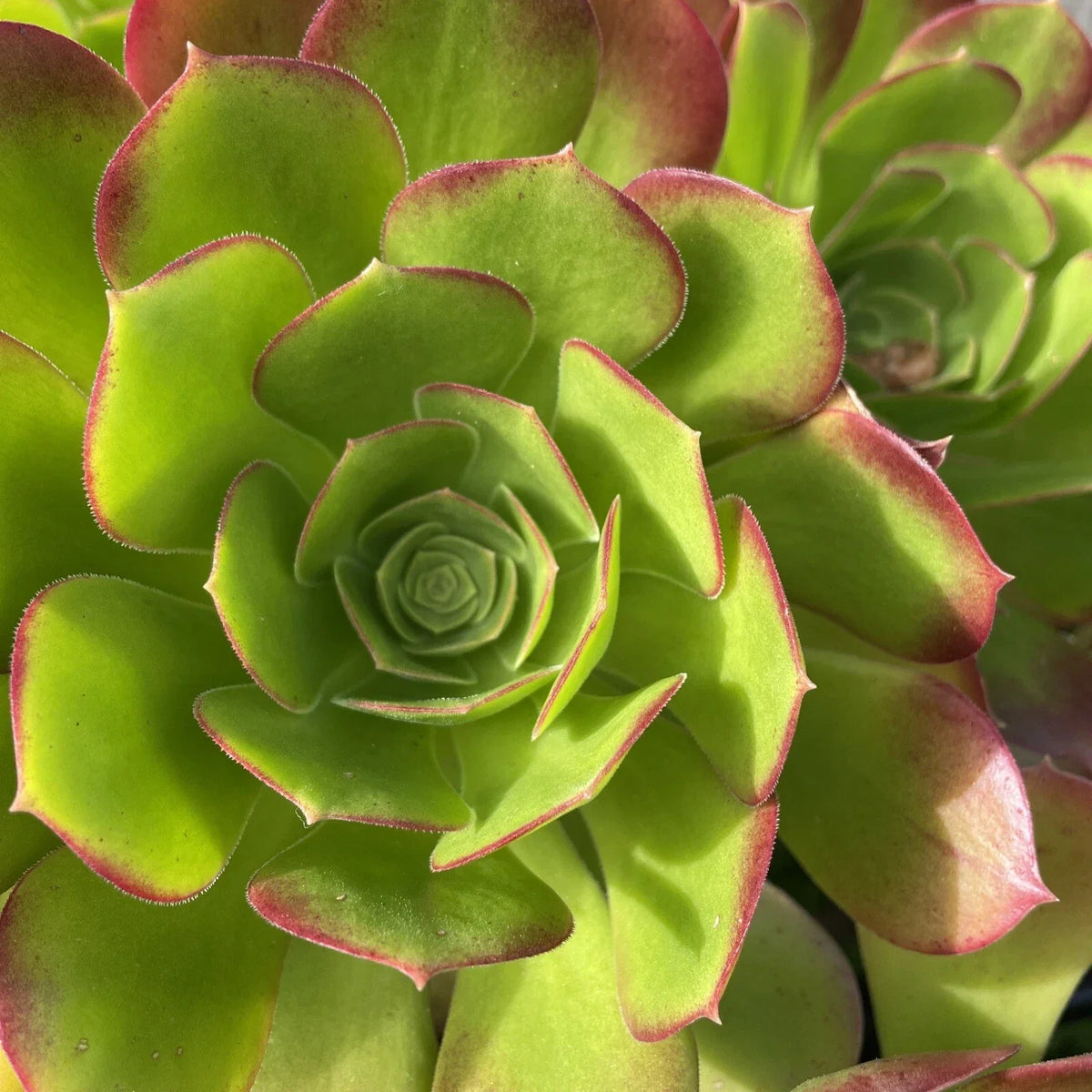 Aeonium Green Red Succulent Cuttings Lot 3-5" - Echeveria - Drought-Tolerant Indoor Plant - Aeonium arboreum 'Zwartkop'