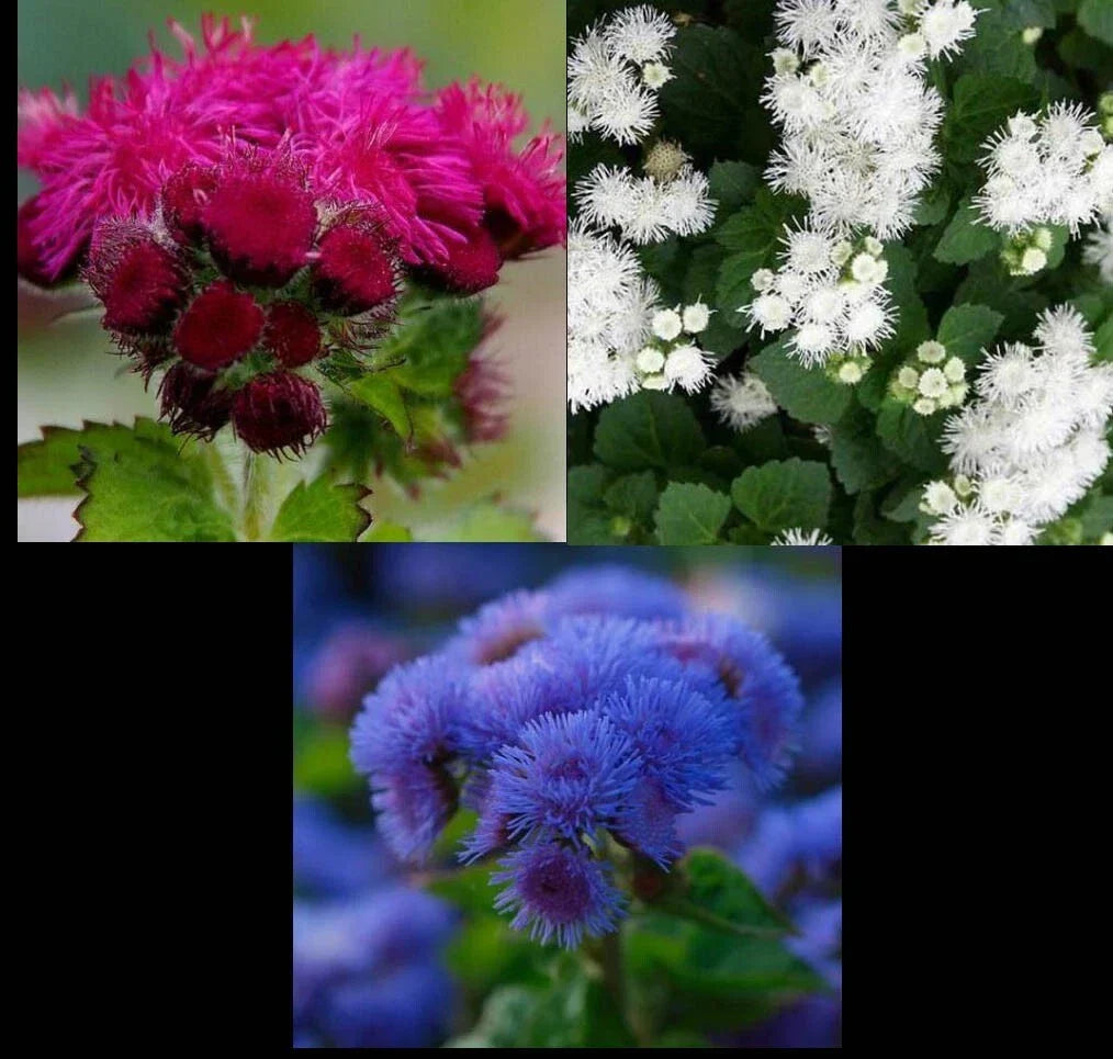 Ageratum houstonianum Seeds - Mix Red White Blue - Non-GMO Flower Seeds for Gardens, Borders & Containers