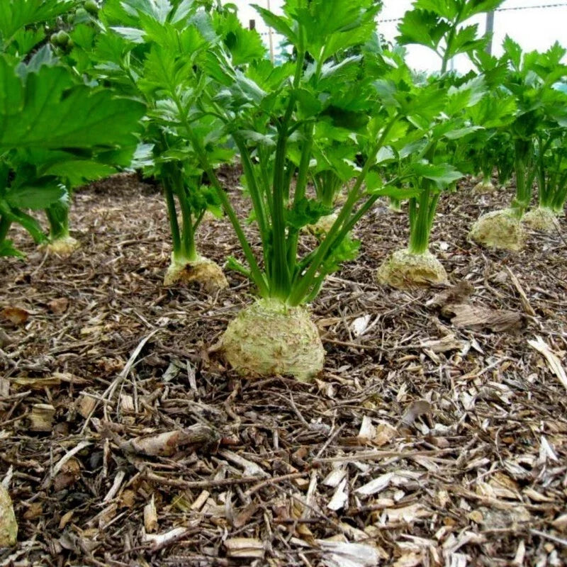 Giant Prague Celeriac Seeds 500+ Non-GMO Vegetable Garden Seeds Apium graveolens var. rapaceum