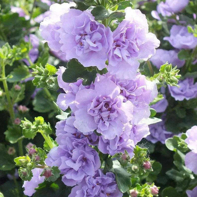 Blue Bacopa Hollyhock Seeds - 25 Perennial Flower Seeds for Garden, Sutera cordata, Summer Blooming, Easy to Grow, Attracts Pollinators