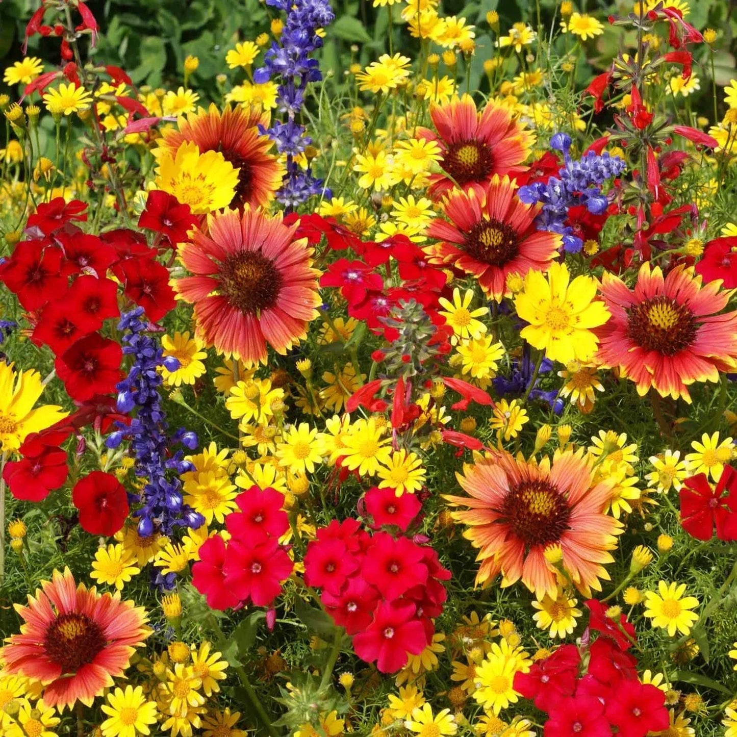 Texas Oklahoma Wildflower Seed Mix – 14 Native Species, Easy Grow, Pollinator Friendly, Native Wildflower Blend