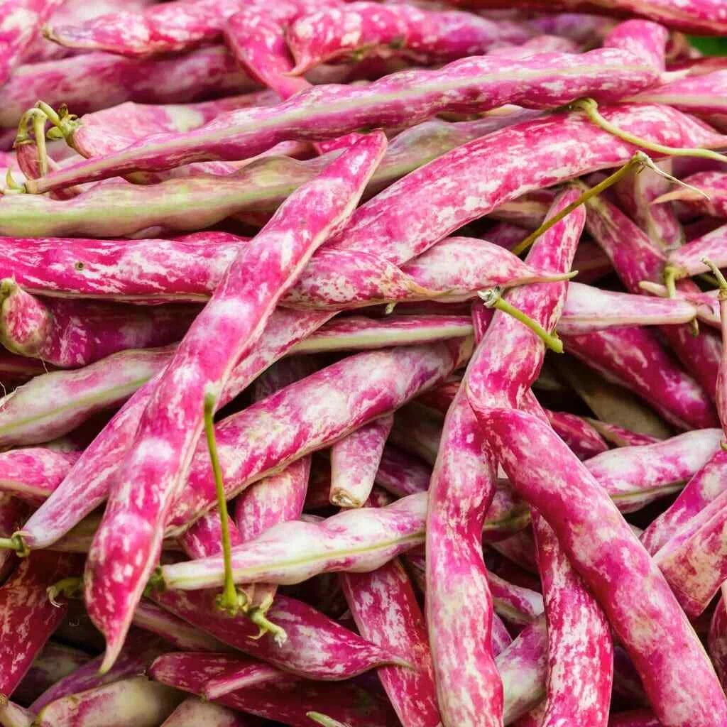 Pink Cranberry Bean Seeds | Dwarf Taylor Borlotti Pinto | Phaseolus vulgaris | Compact Bush Plant for Home Gardens