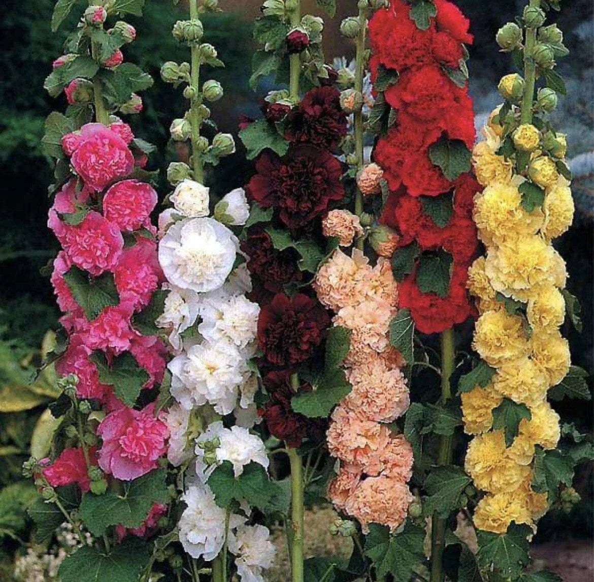 Hollyhock Seeds - Pack of 60+ - Chater's Double Mix Peony Flowered Blooms - Non-GMO Alcea rosea Biennial Garden Flower