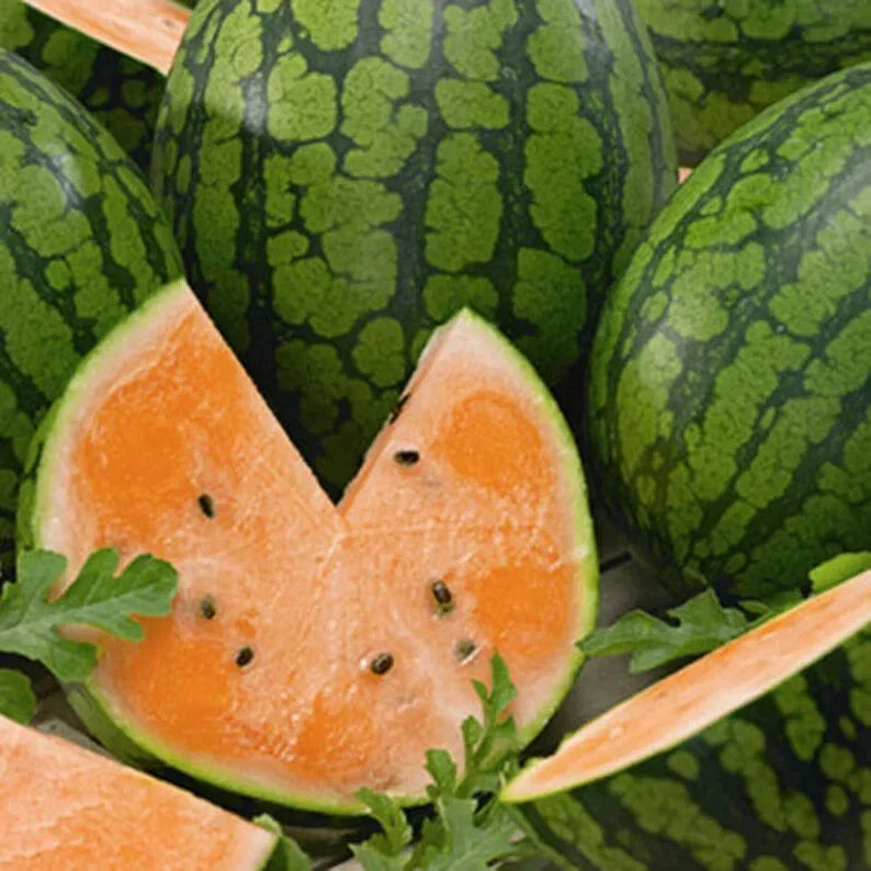 Tendersweet Orange Watermelon Seeds – Organic Citrullus lanatus – 40 Pack for Home Garden, Juicy, Sweet, Vibrant Fleshed