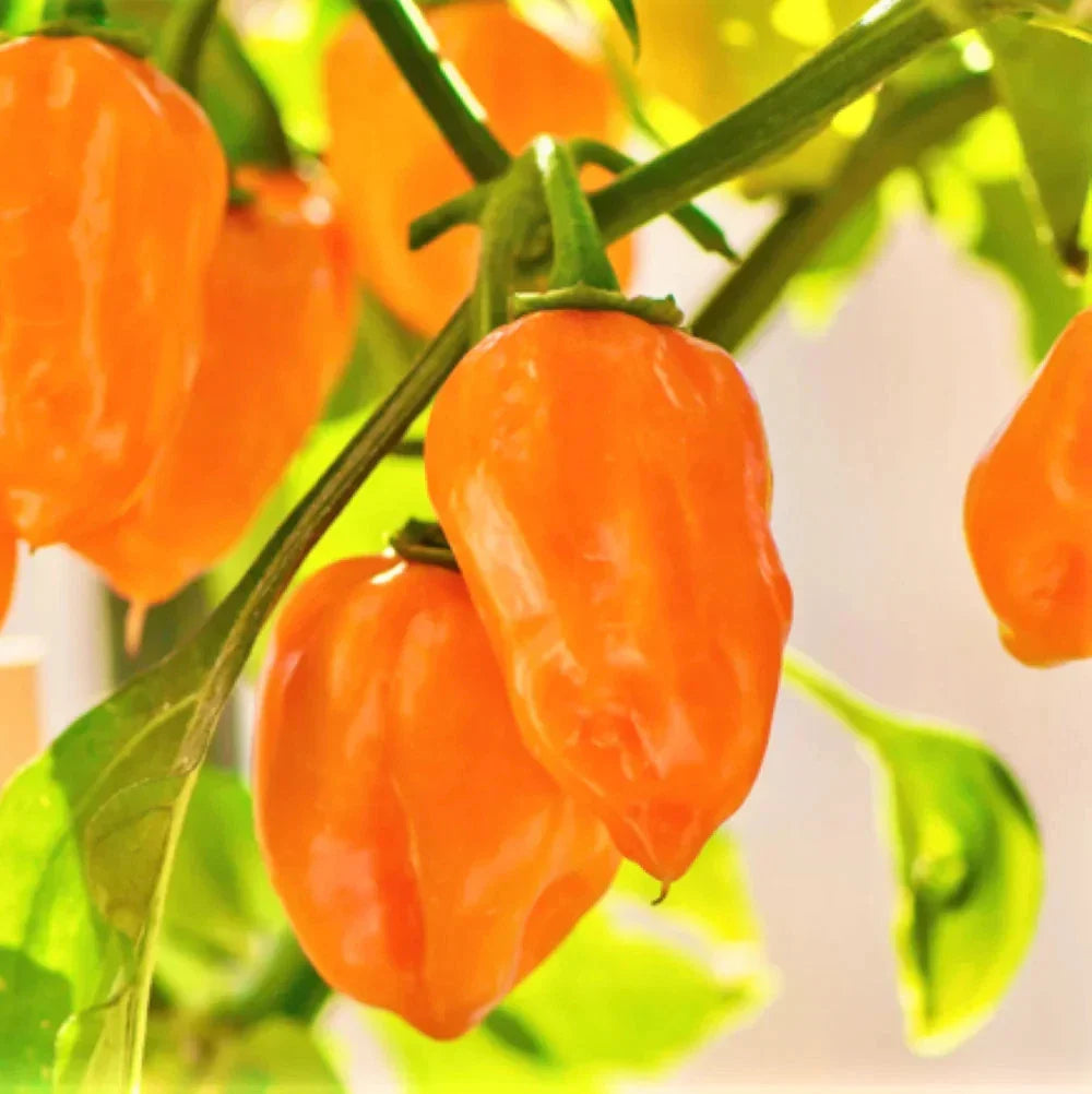 Orange Habanero Pepper Seeds - Capsicum chinense, Spicy 350,000 SHU, Heirloom, Non-GMO, Full Sun, 20 Seeds