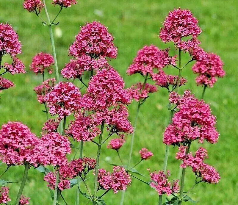 Red Valerian Seeds 100 Count, Centranthus ruber, Vibrant Red Flowers, Perennial for Borders & Rock Gardens