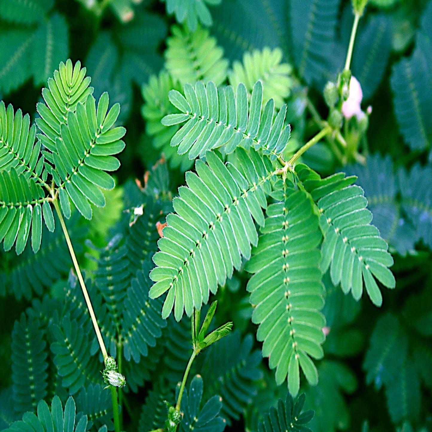 Dwarf Mimosa Pudica Seeds - Sensitive Plant Tropical Houseplant with Touch-Sensitive Leaves & Pink Flowers - Mimosa pudica Seeds Pack