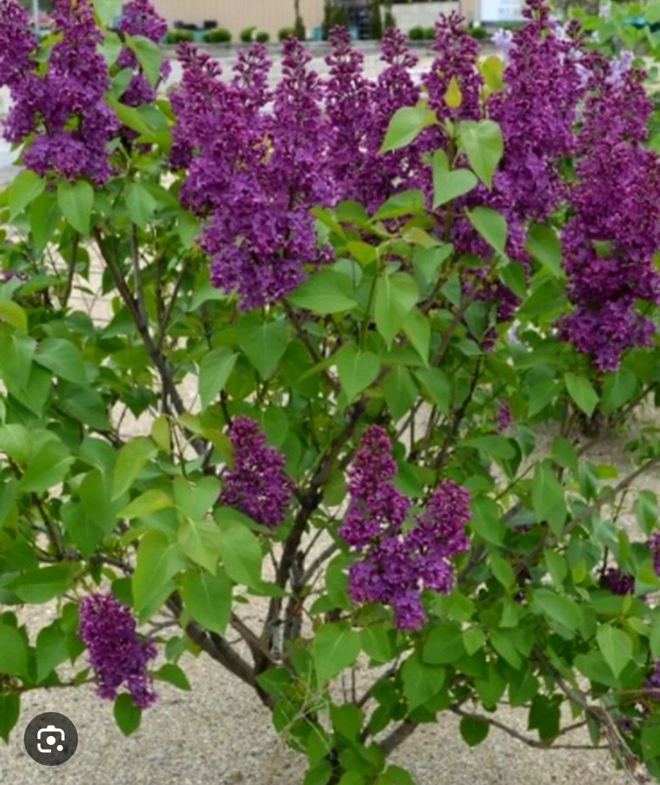 Congo Lilac Starter Plant 4-8” Syringa Vulgaris Rare Flowering Shrub Well-Rooted Garden Plant
